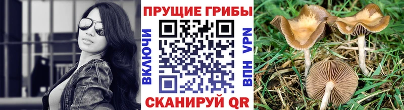 купить наркоту Пестово Галлюциногенные грибы MAGIC MUSHROOMS